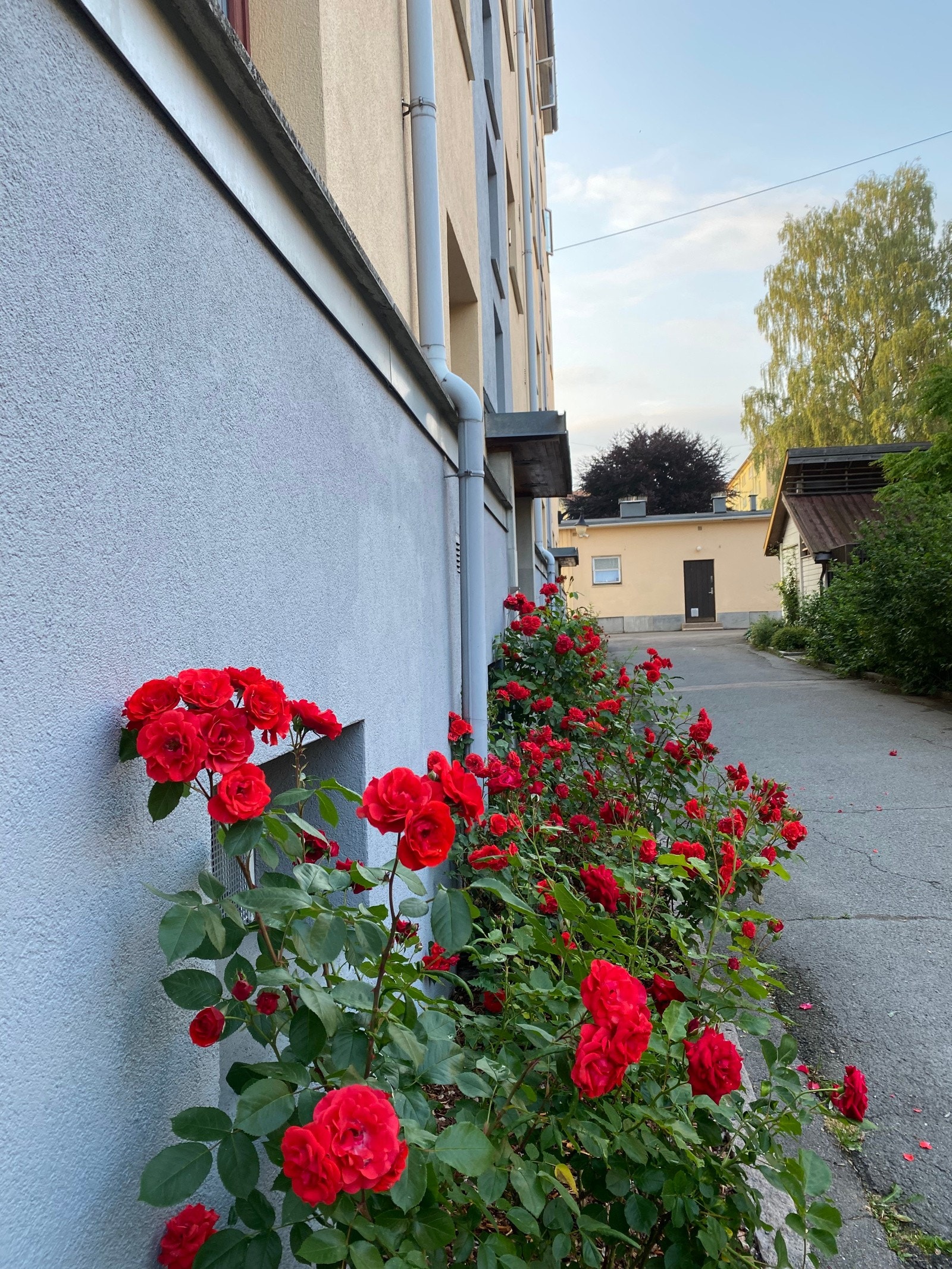 Rosebonanza i borettslaget om sommeren! Selgers private bilde. Galleribilde