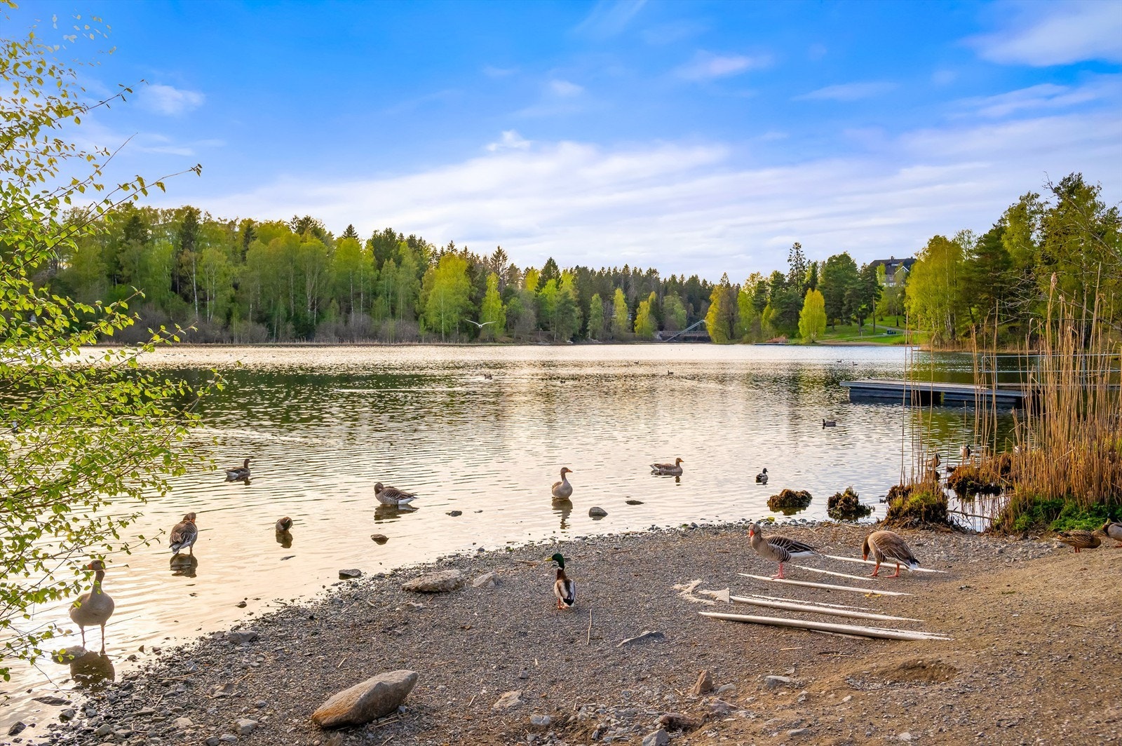 Langvannet ved Rådhusparken som er tilrettelagt for mange fritidsaktiviteter med turstier, badebrygge, grillplass og sandvolleyballbaner. Galleribilde