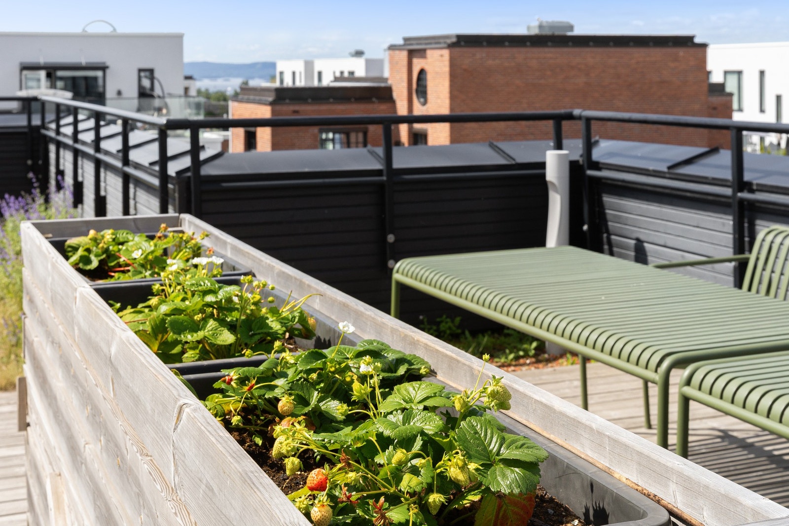 Det er en egen dyrkegruppe for grønnsaker og urter i borettslaget. Galleribilde