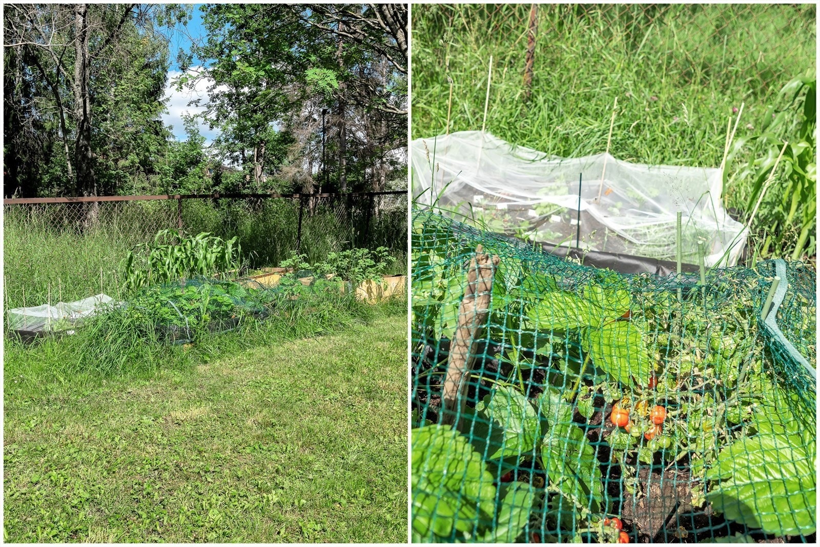 Borettslaget har en egen grønnsakshage ved enden av felles plen. Galleribilde