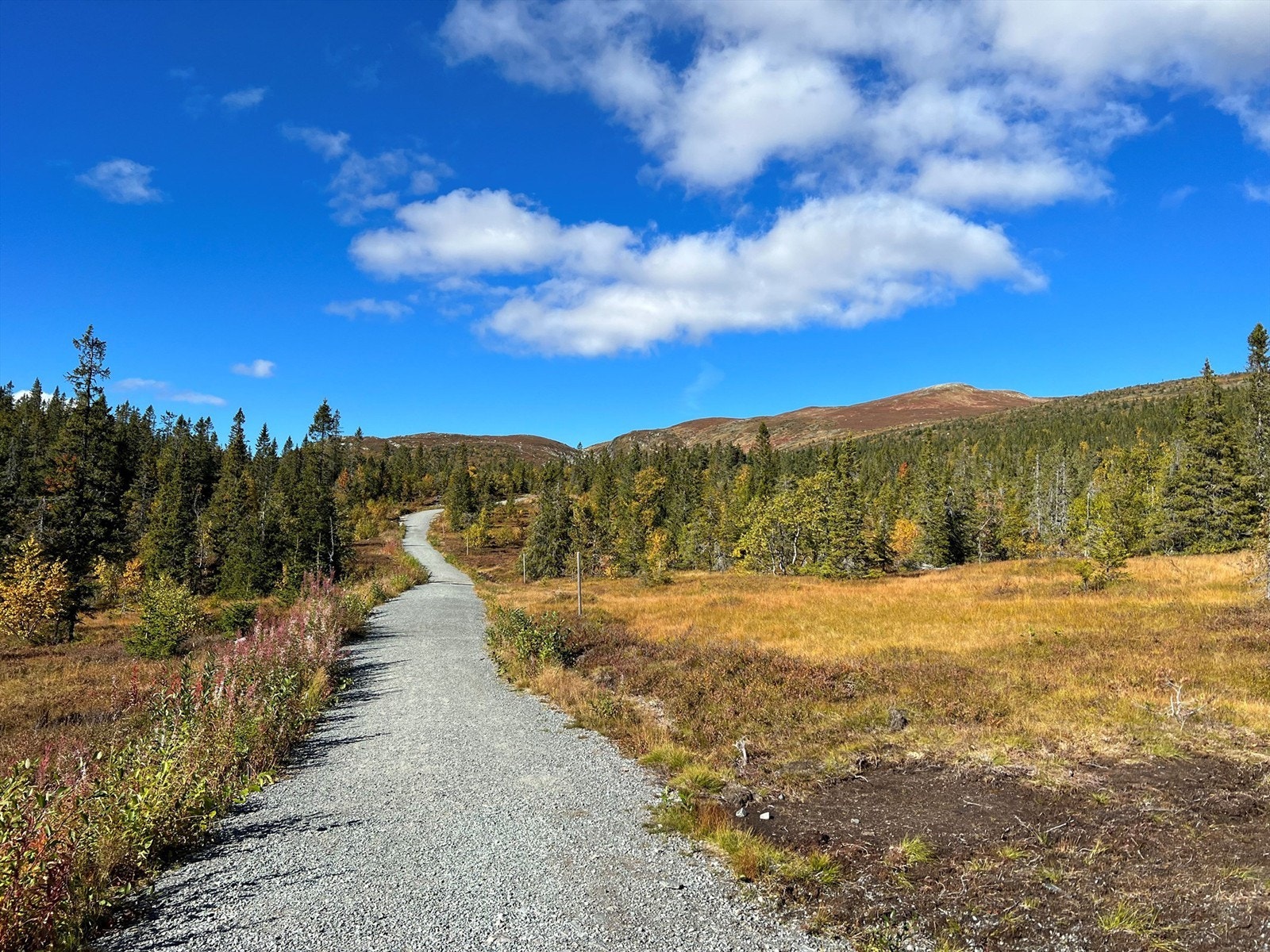 Tursti - Nærområdet. Galleribilde