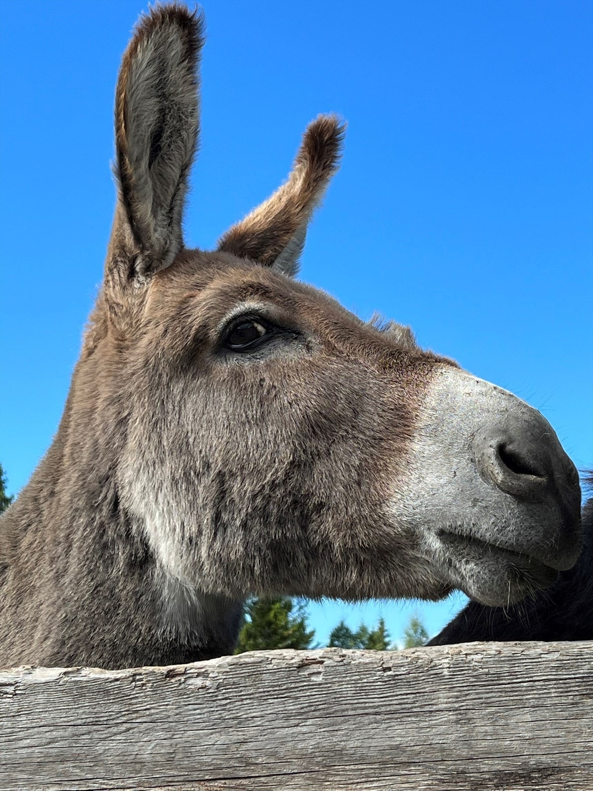 Seterliv på Bøseter inntil resorten hver sommer. Her kan barna stelle dyrene (sauer, geiter, hester, esler, griser, høner) med kyndig bistand. Galleribilde