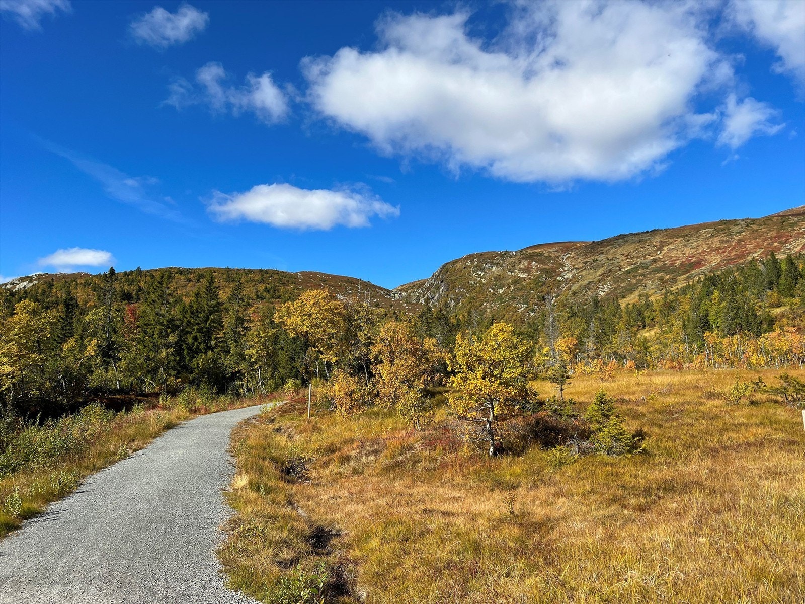 Tursti - Nærområdet. Galleribilde