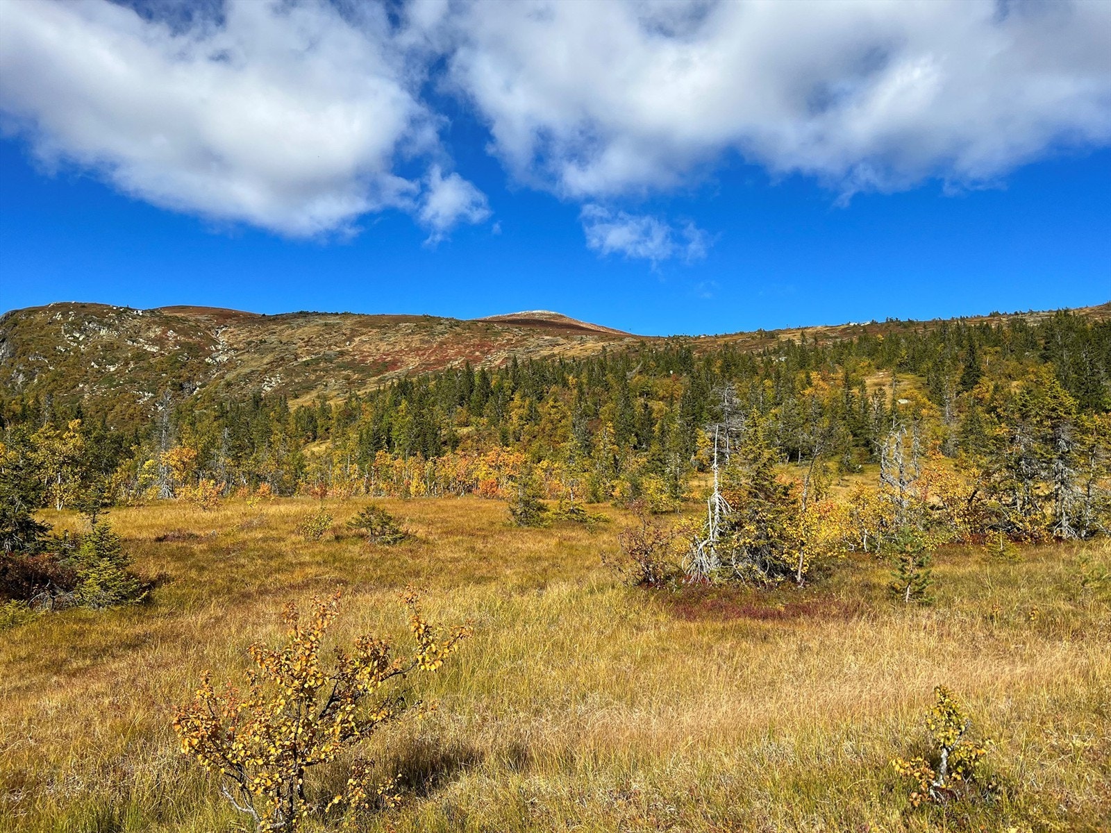 Nærområdet. Galleribilde