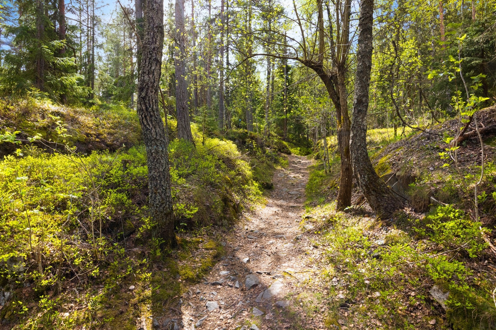 Inngangen til Østmarka ligger her øverst på tunet ved internveiene. Galleribilde