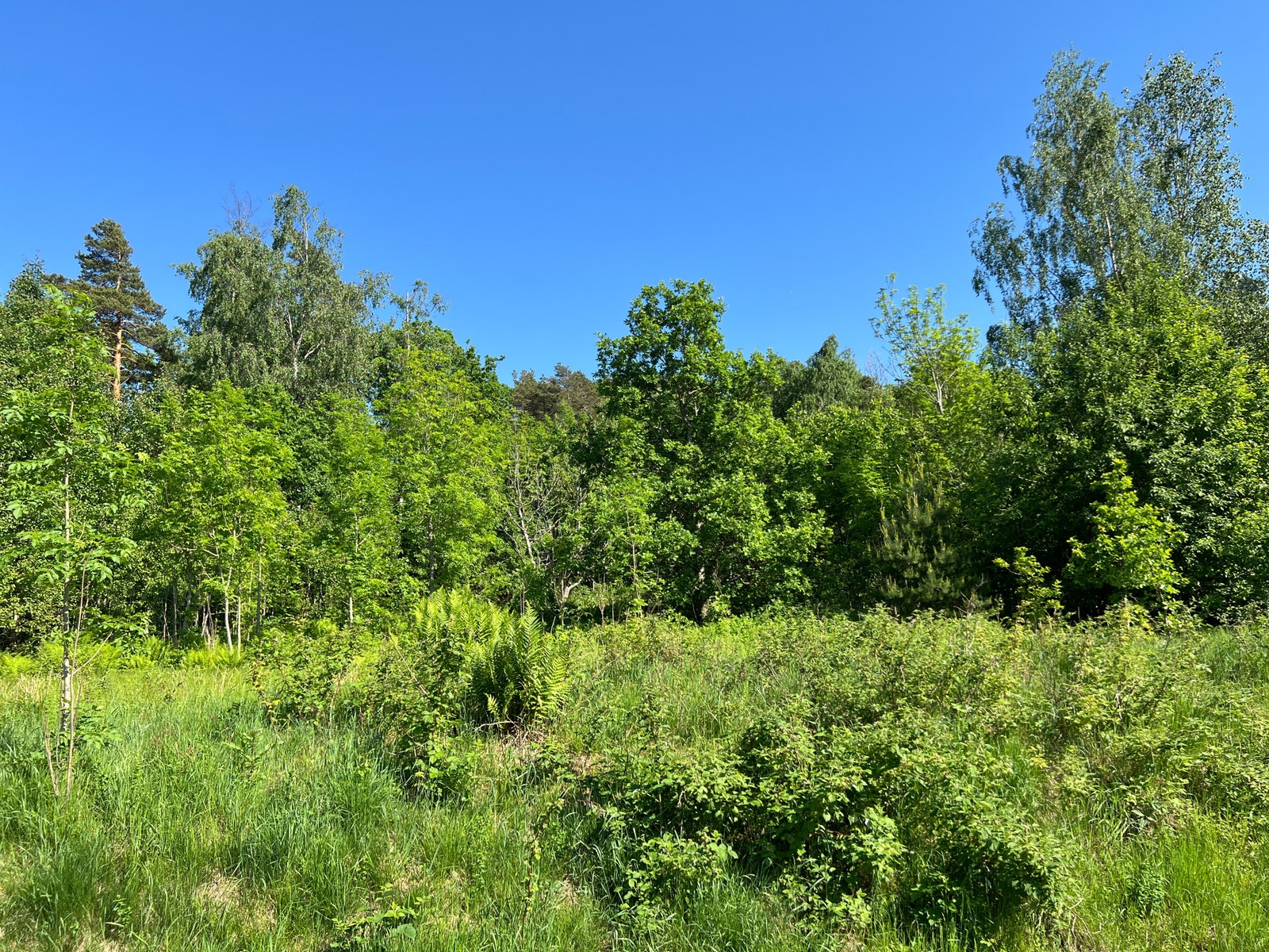 Ved å beholde noen trær får man en fin skjerming av tomten Galleribilde