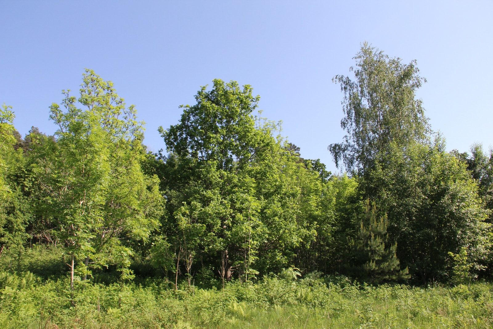 Mange forskjellige trær i forskjellige høyder Galleribilde