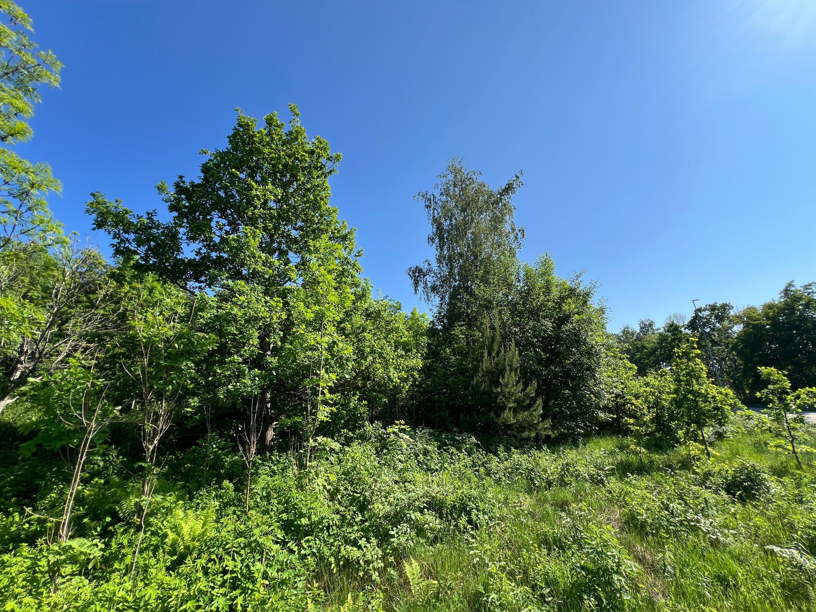 Her kan du velge hvilke trær du vil beholde og få en frodig hage allerede ved innflytting i nytt hus Galleribilde