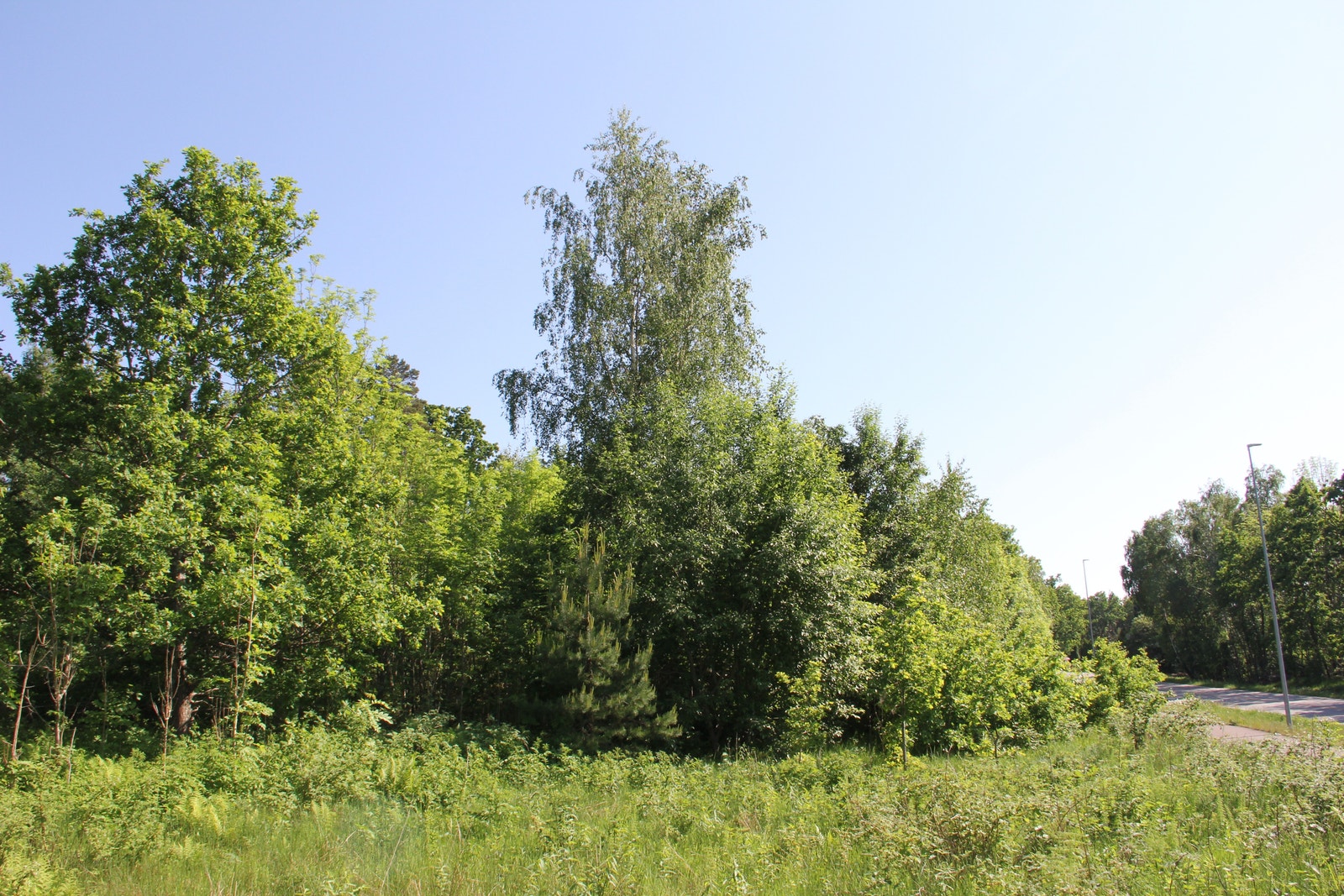 Flott naturtomt Galleribilde