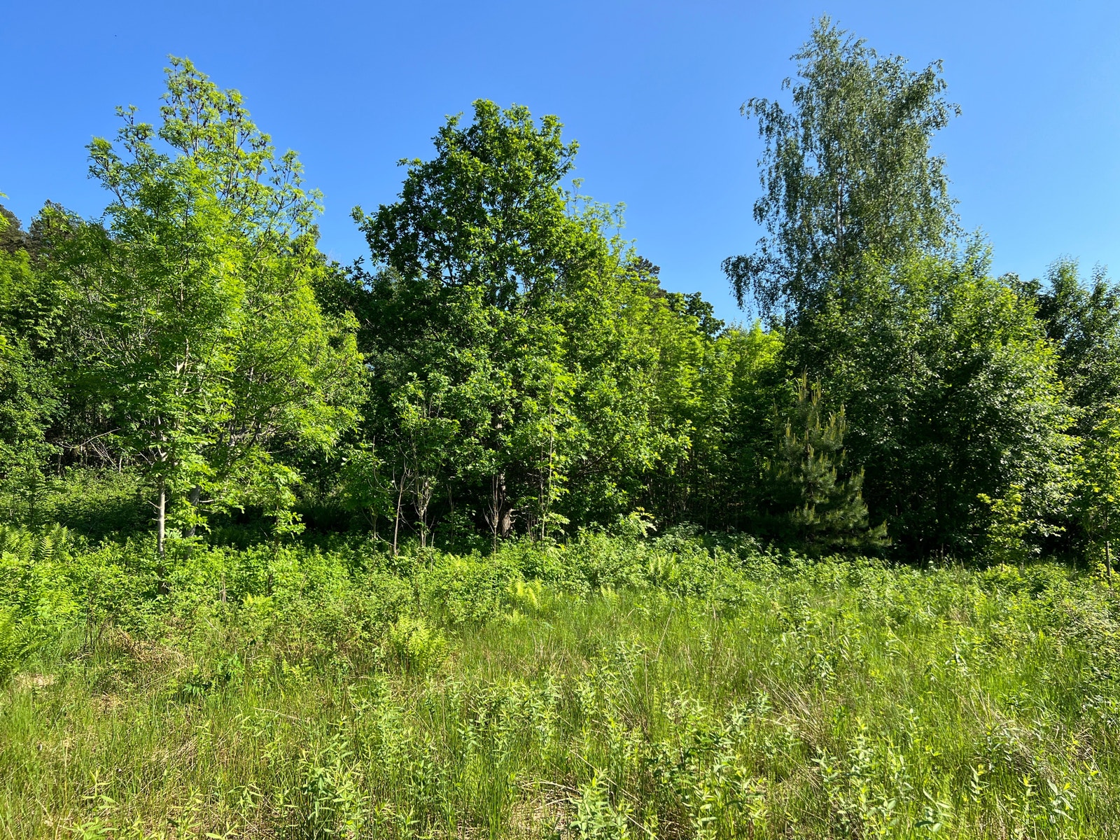 Det er mange fine trær på tomten. Her finner du bl.a. bjørk, eik og gran Galleribilde