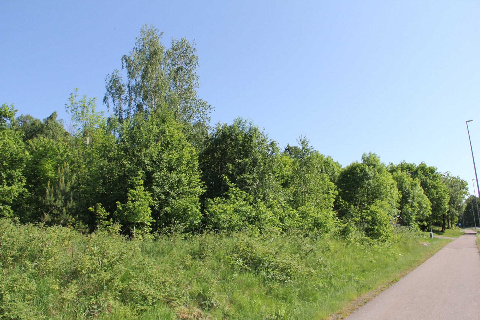 Svak skrående tomt med en høydeforskjell på ca. 5 meter fra front og til grensen i øst som ligger 30 til 40 meter lengre opp Galleribilde