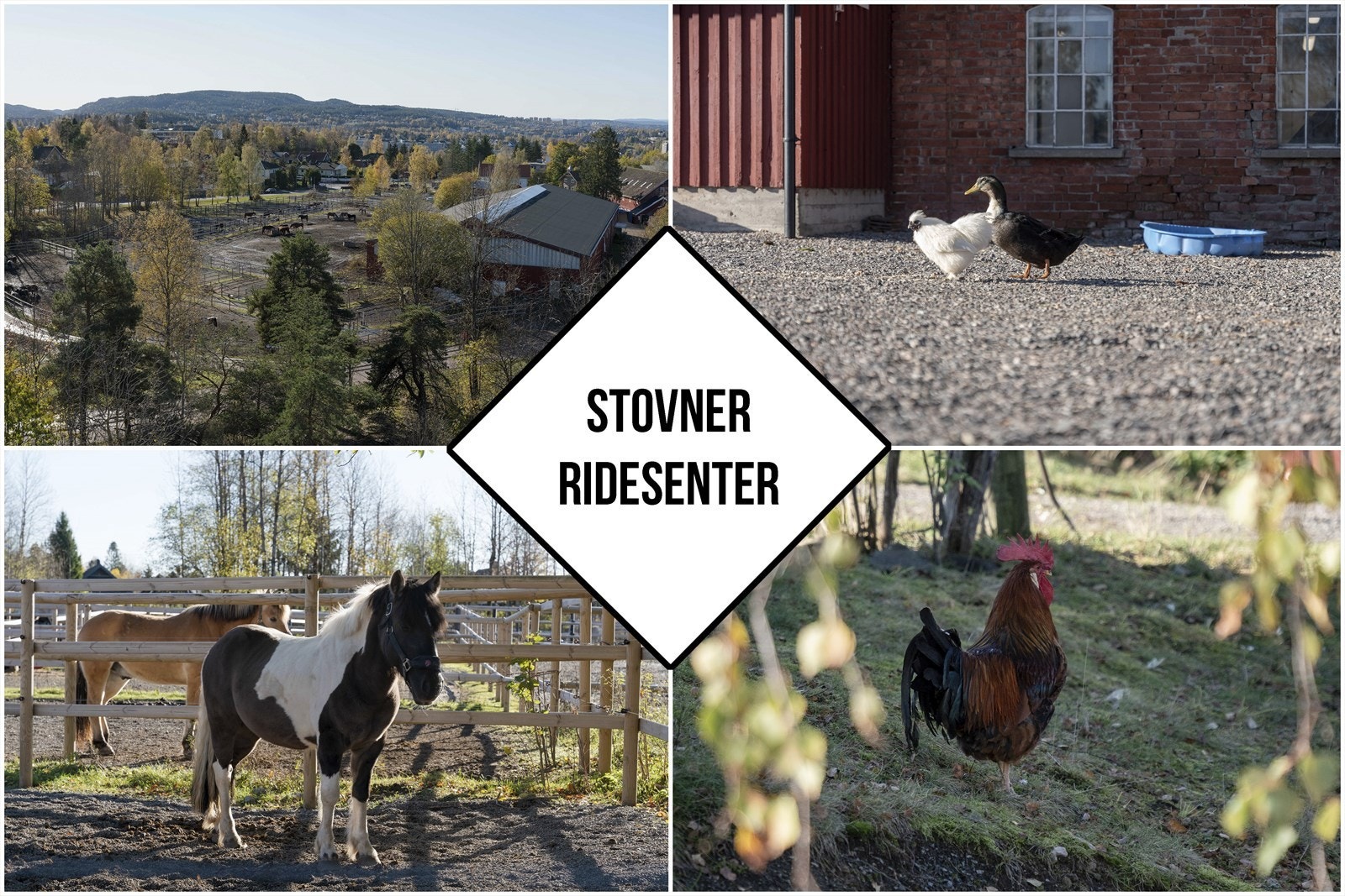Stovner Ridesenter byr på hyggelige opplevelser for alle aldere. Galleribilde