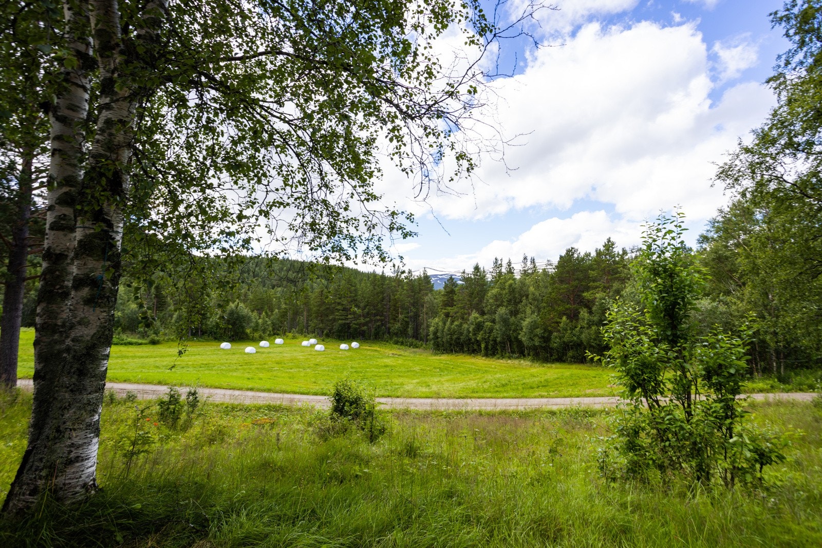 Tjyvålia-62 Galleribilde
