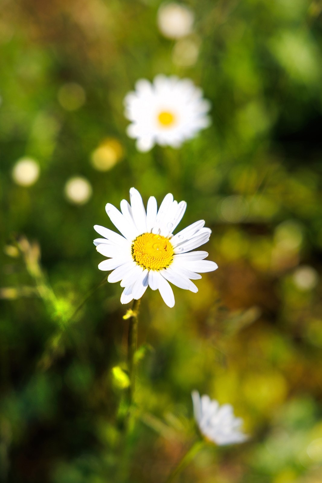 Stemningsbilde fra hagen. Galleribilde