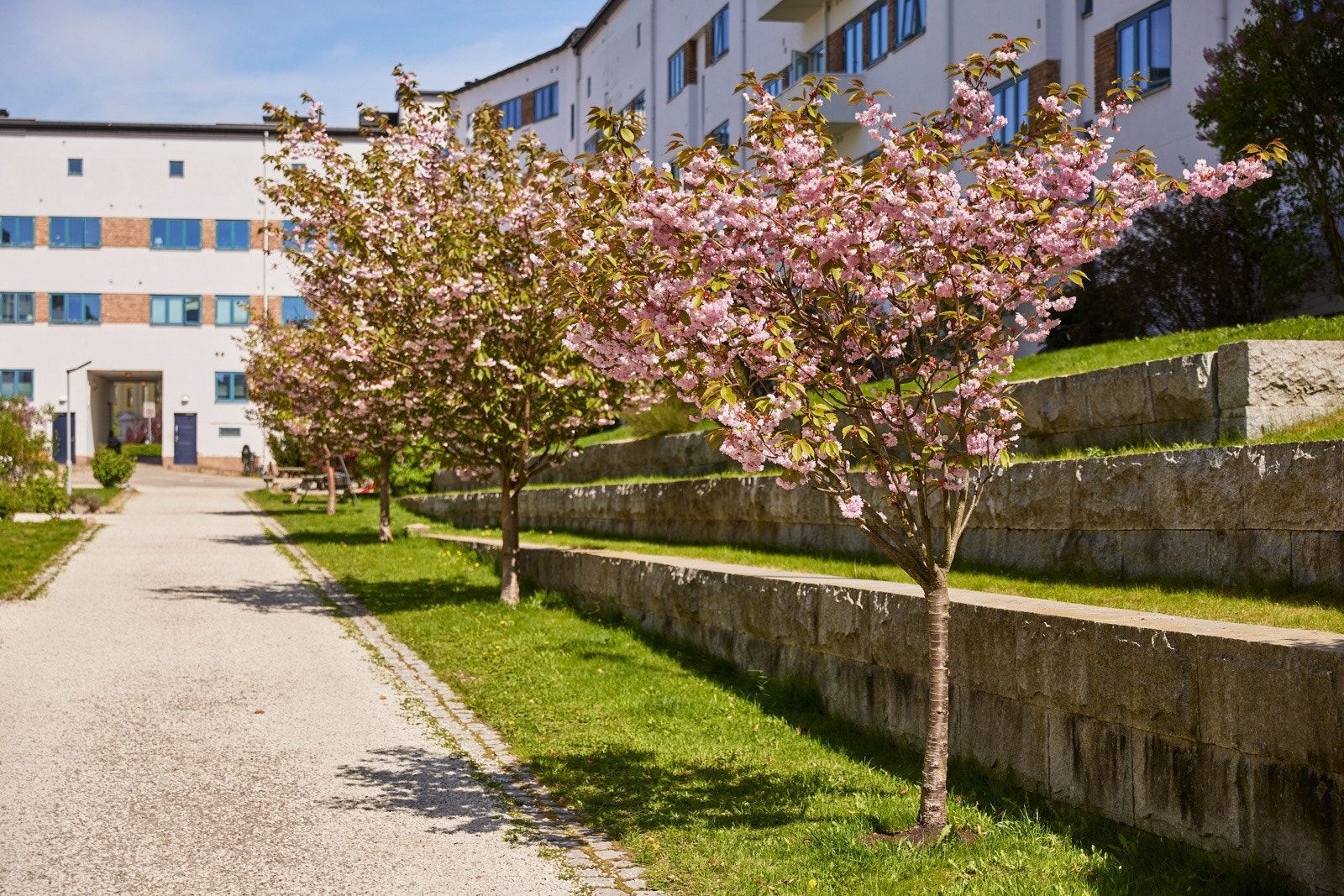 Populære Funkisgården er kjent for sitt romslige og idylliske gårdsrom som består av hyggelige grøntområder med gressplener, frukttrær, beplantning, gangstier, lekeområder og hyggelige sittegrupper Galleribilde