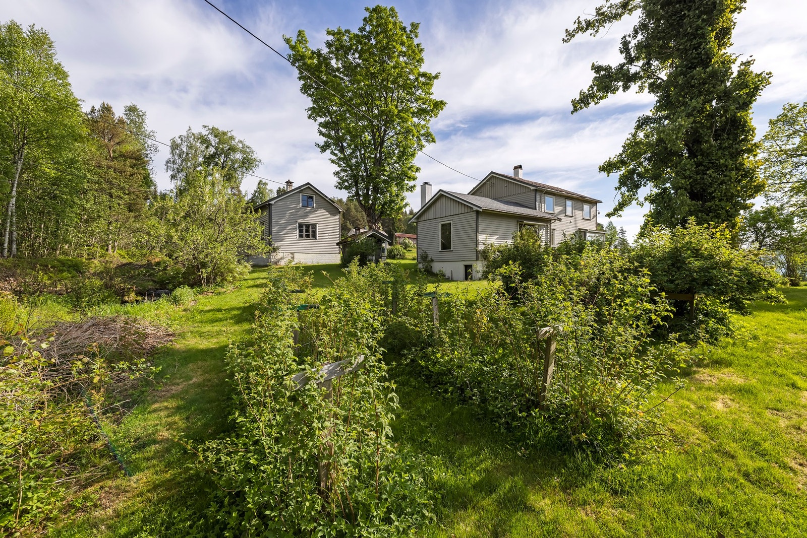 Tomten er opparbeidet med plen, prydbusker og bærbusker Galleribilde