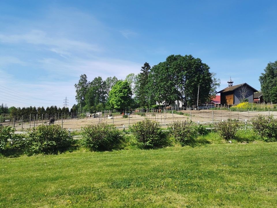 Her kan barna hilse på hestene Galleribilde