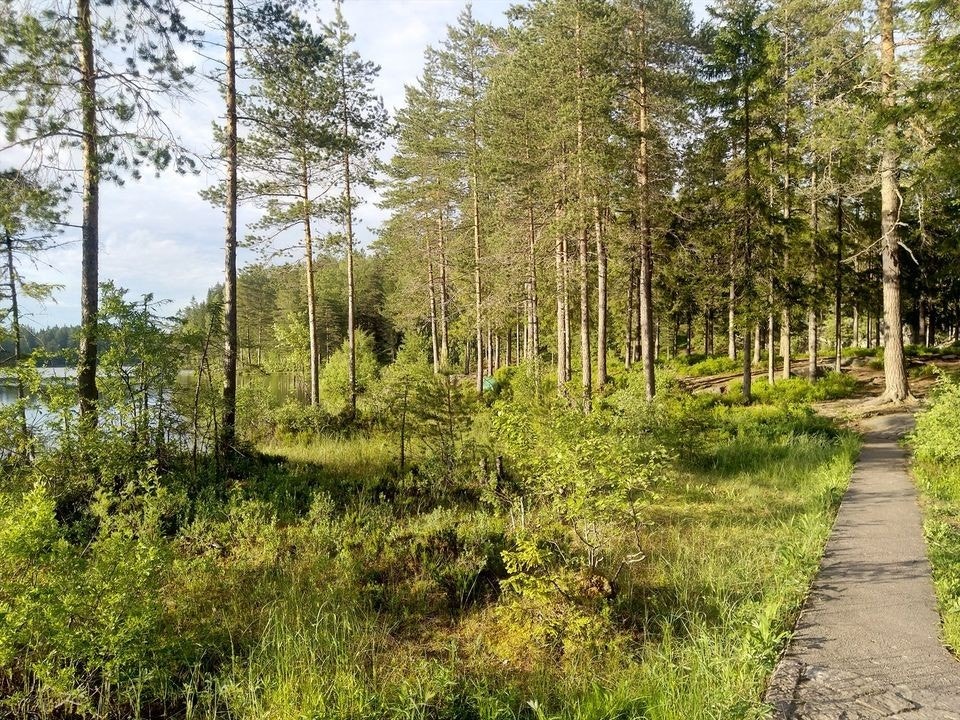 Joggeløype til Aurevann. Galleribilde