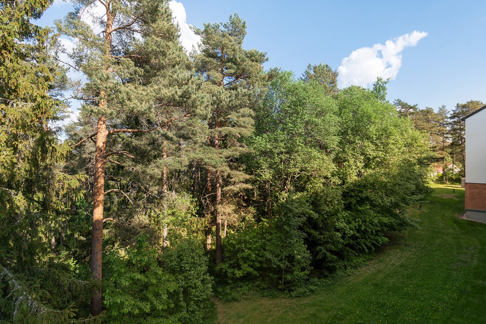 Fra kjøkken er det utsyn til skogen. Galleribilde