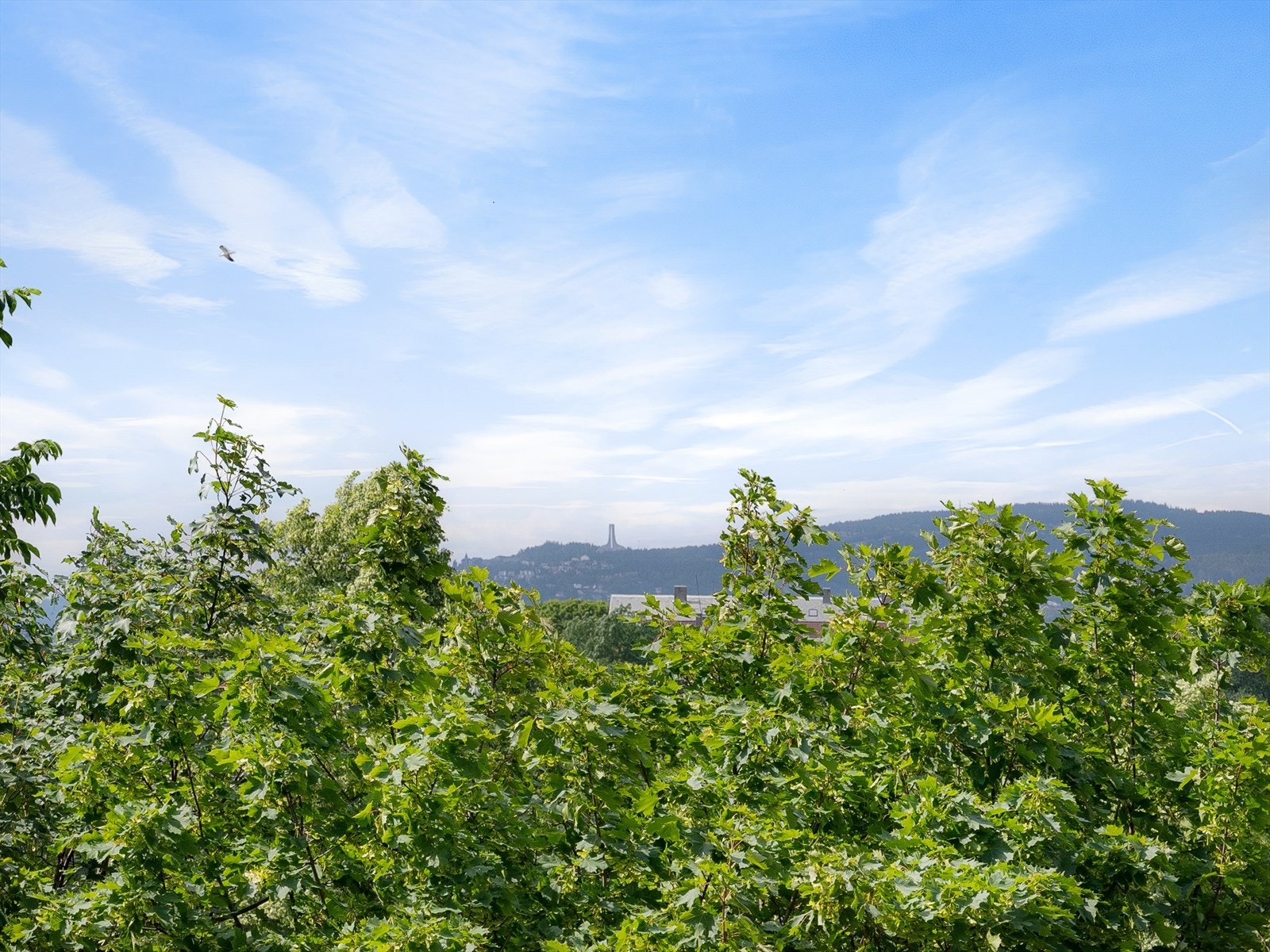 Holmenkollen kan du også se mellom løvtrærne på en finværsdag. Galleribilde