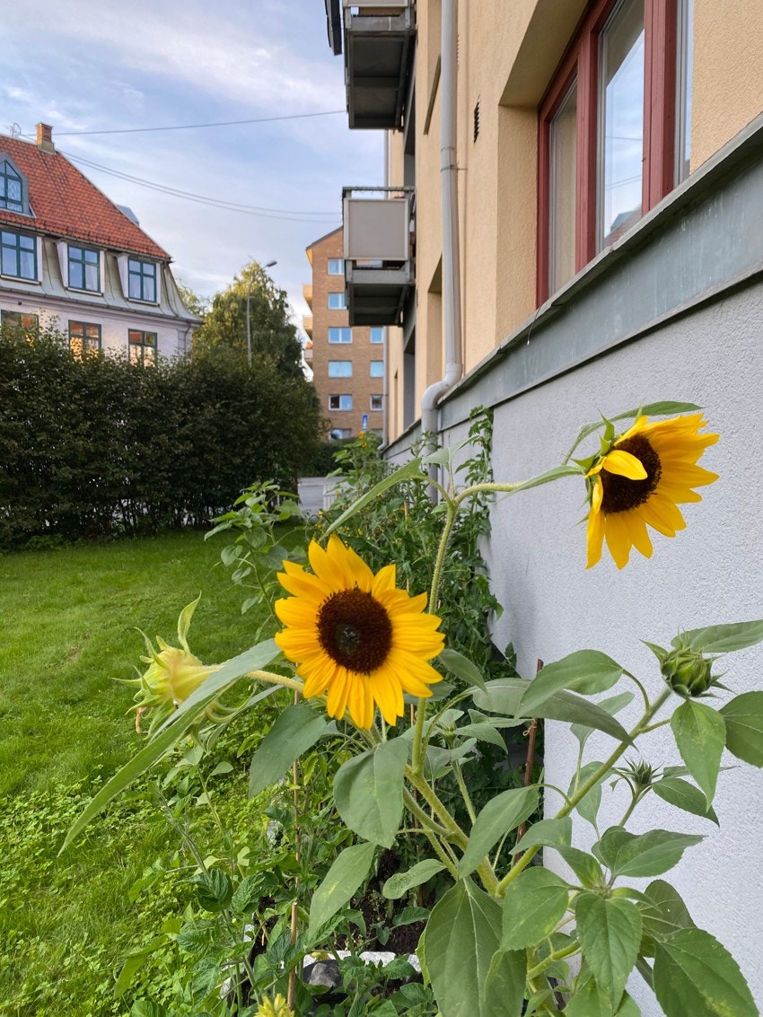 Det er mange fine vekster i borettslaget som er til glede for både humler og beboere. Selgers private bilde. Galleribilde