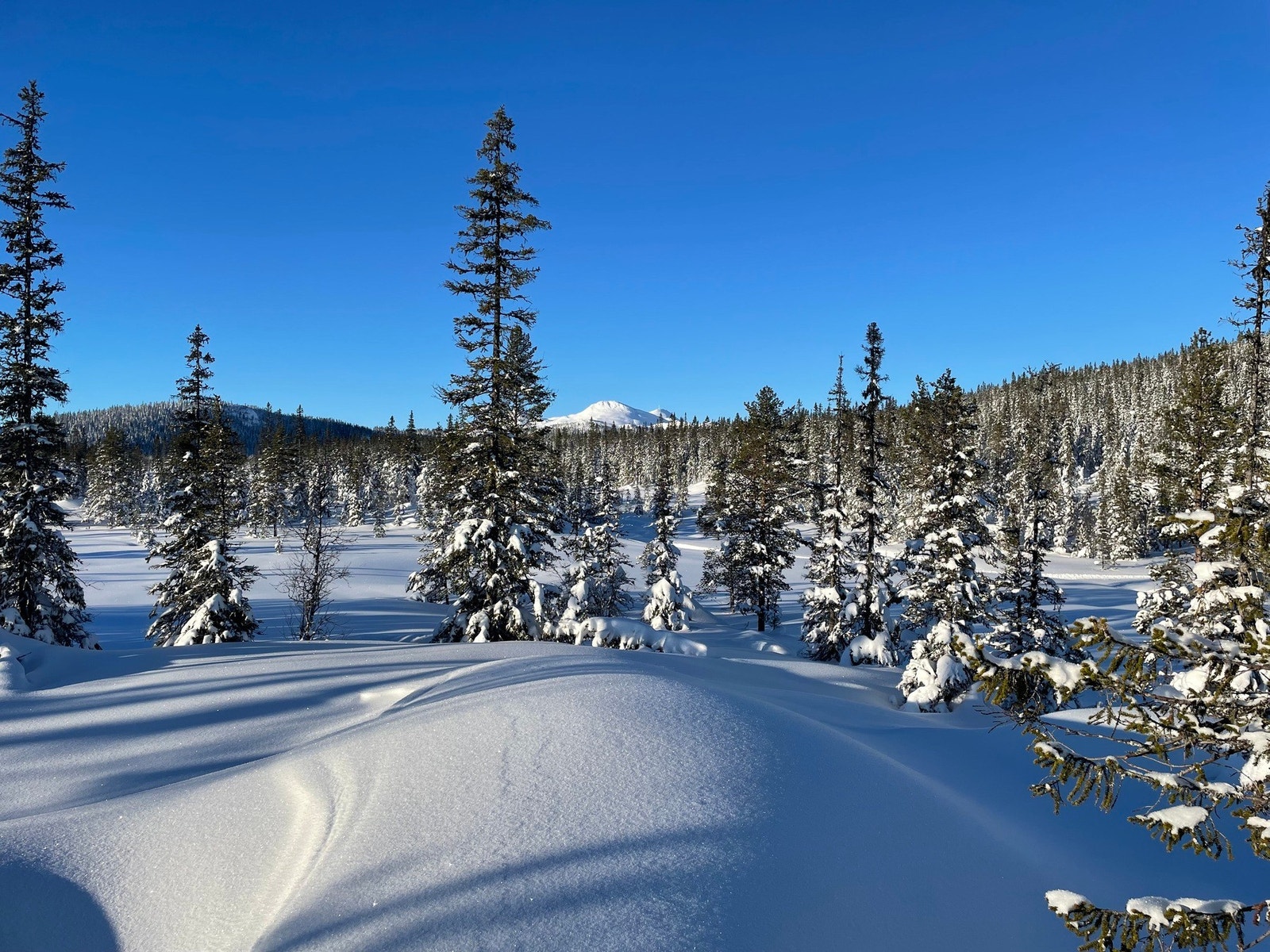 Foto fra tomteområdet Galleribilde