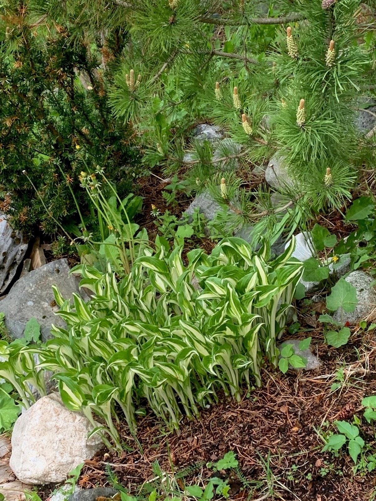 - Privat bilde fra selger - Galleribilde