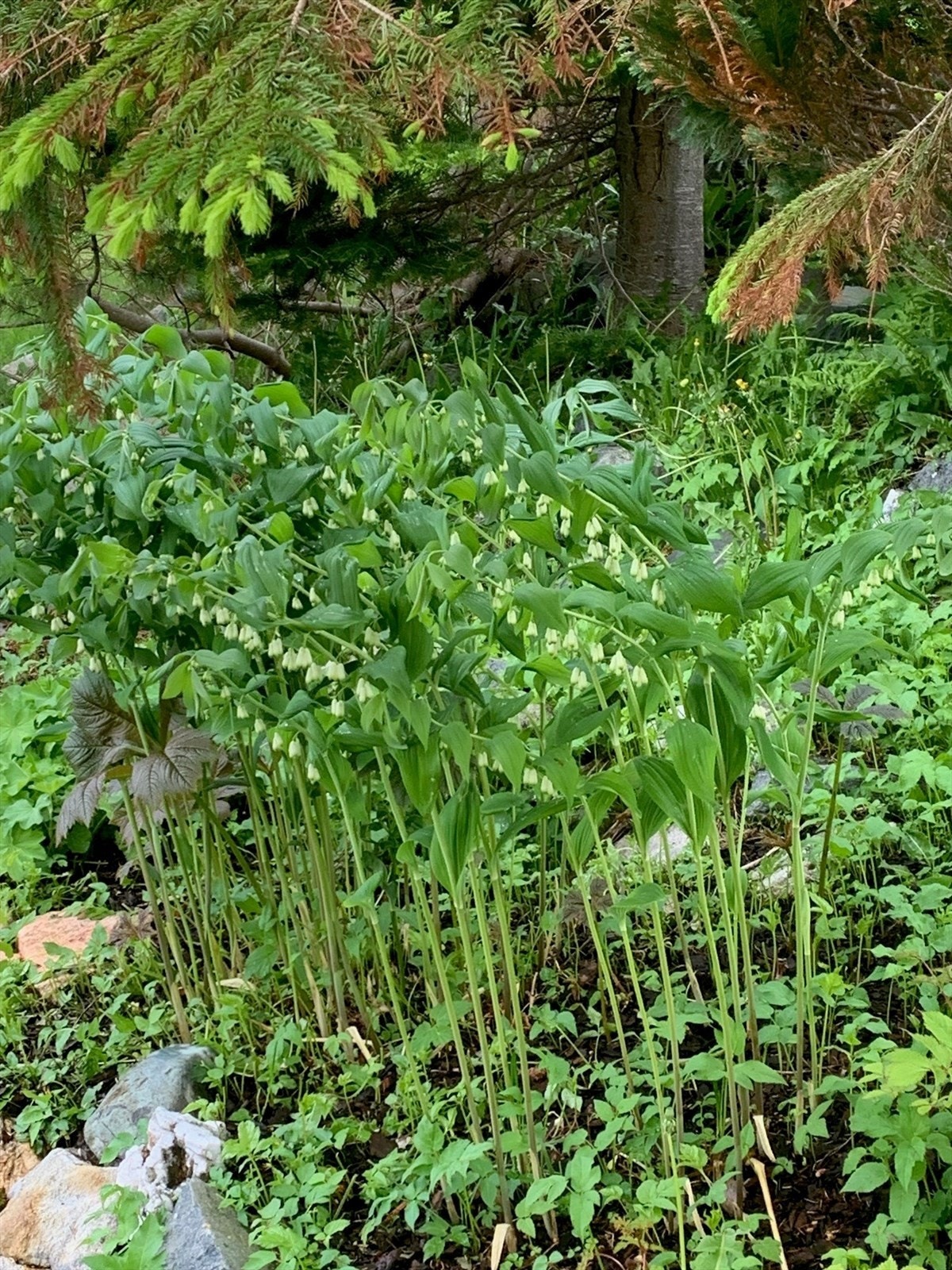 - Privat bilde fra selger - Galleribilde