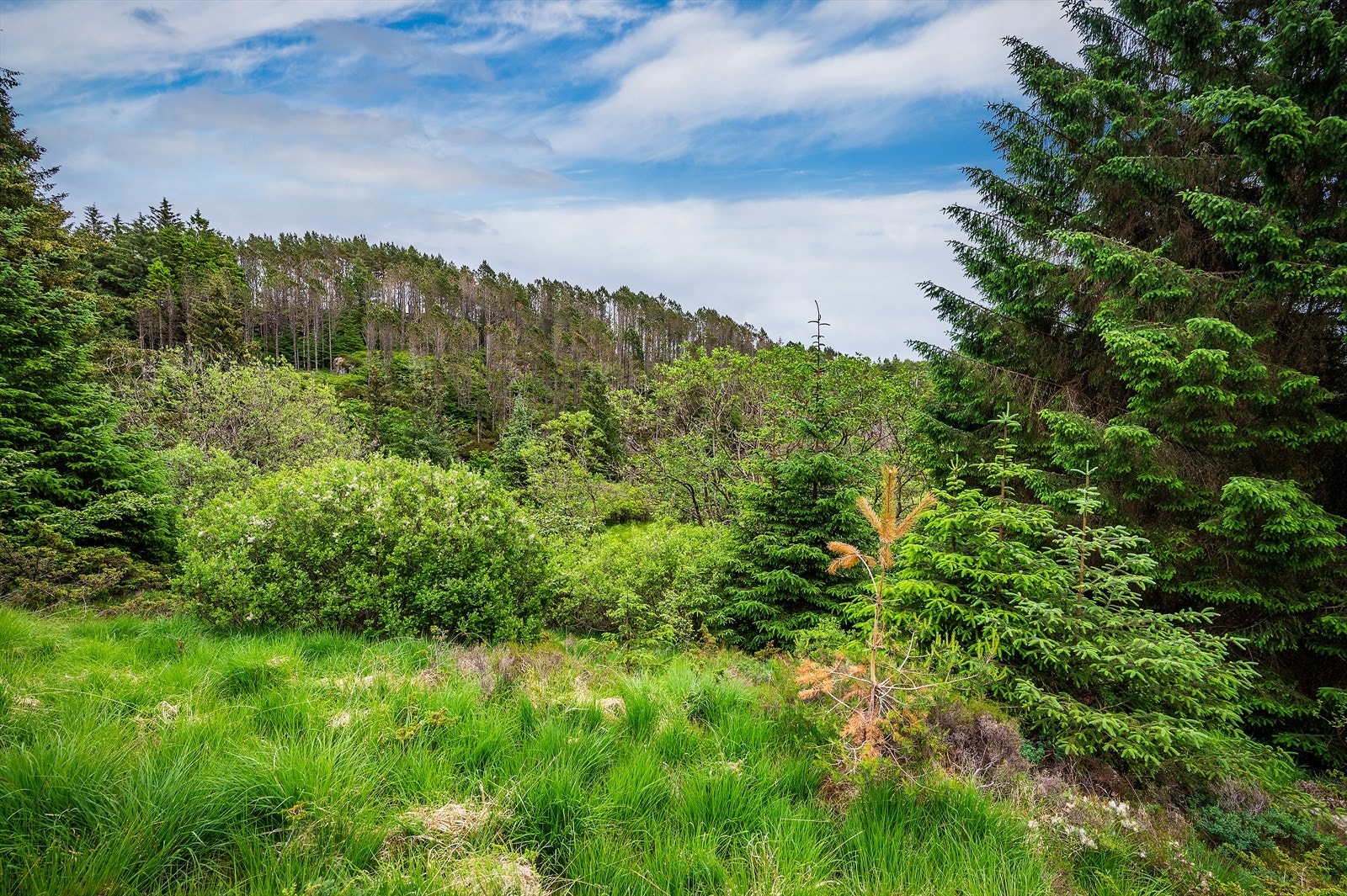 Deler av tomten er benyttet til hogging av ved. Galleribilde