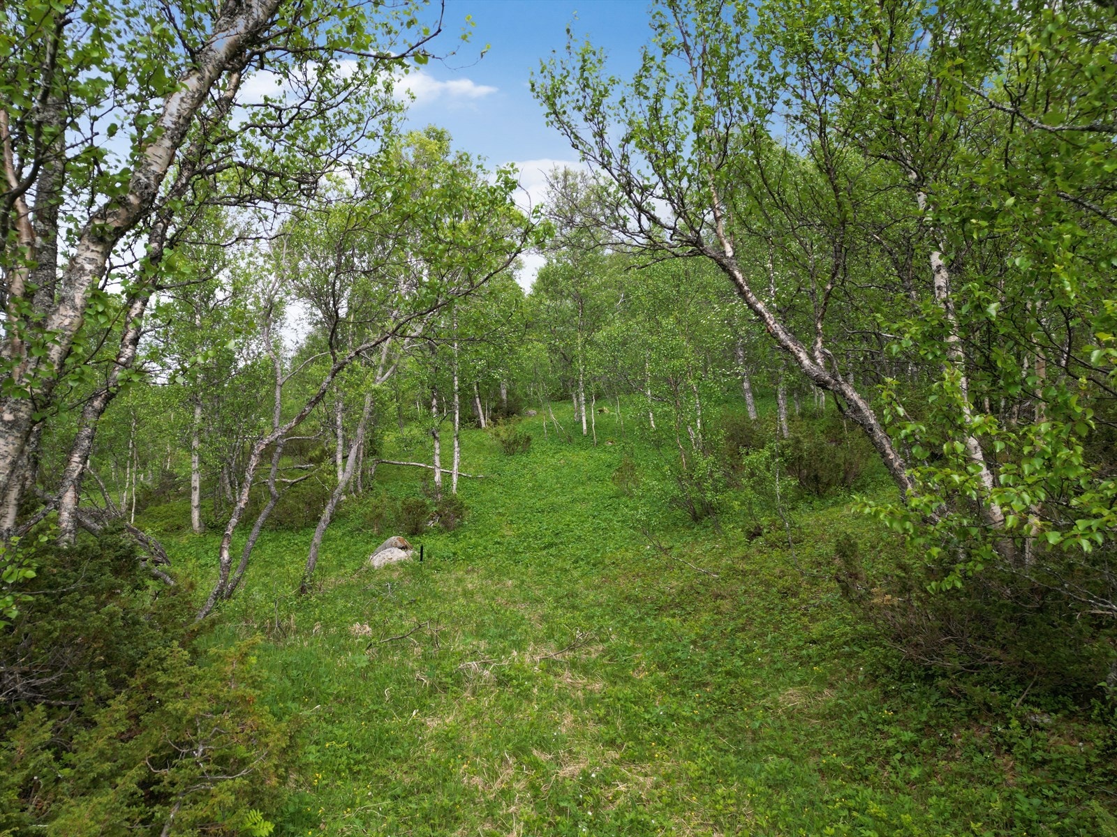 Det er lagt vann, strøm og vei frem til tomten og den er regulert til fritidsbolig Galleribilde