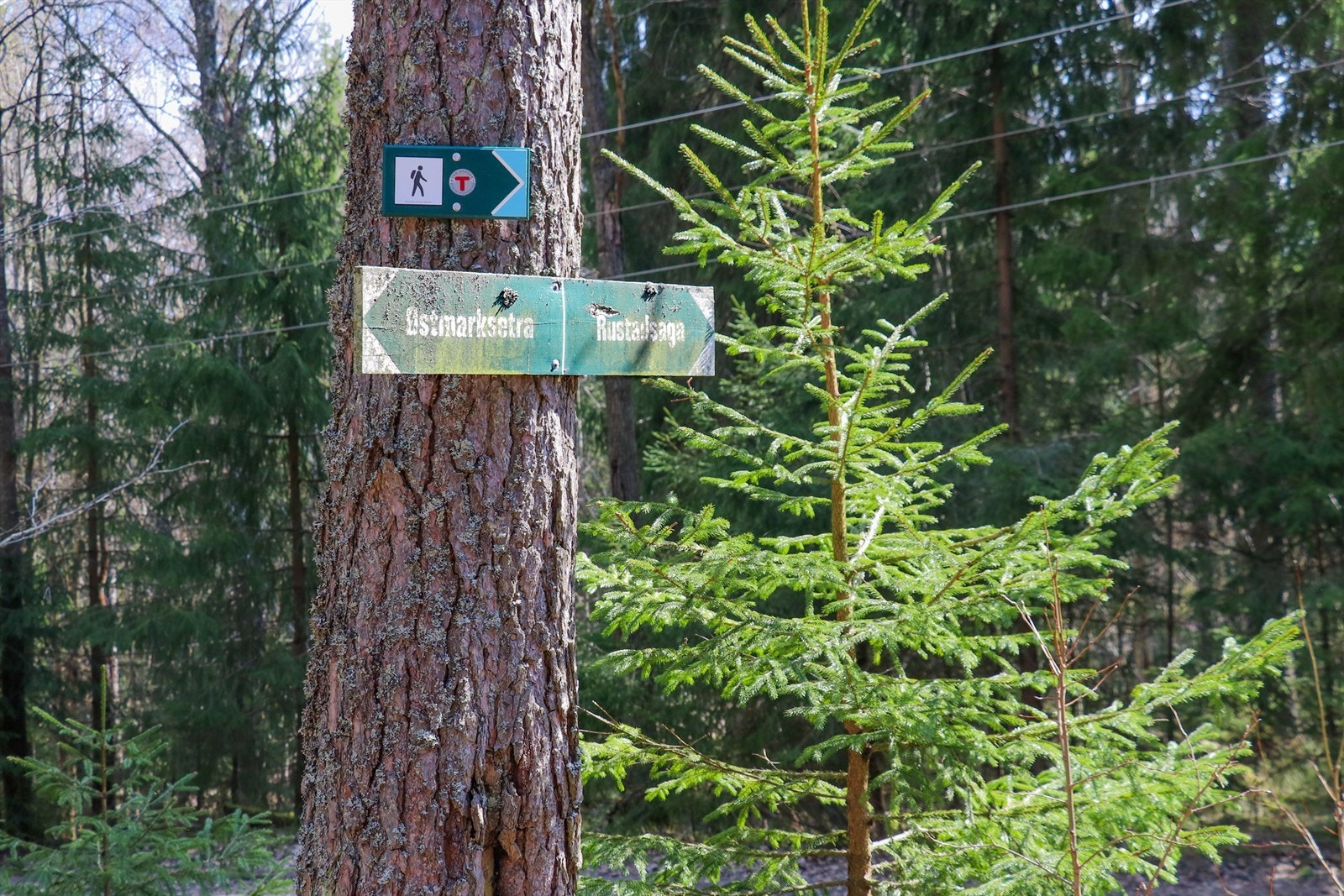 Fra både Rustadsaga og Nøklevann er det videre turstier innover Østmarka. Her i fra er det bare å velge dagens turdestinasjon. Galleribilde