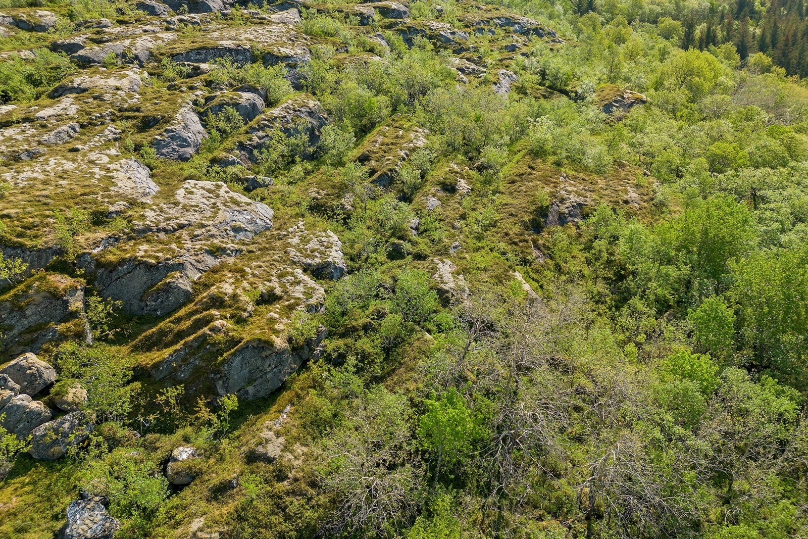 Ubebygd kupert tomt som består av en blanding mellom myrlendt terreng, sti og skog. Tomten har gode sol og utsiktsforhold. Galleribilde