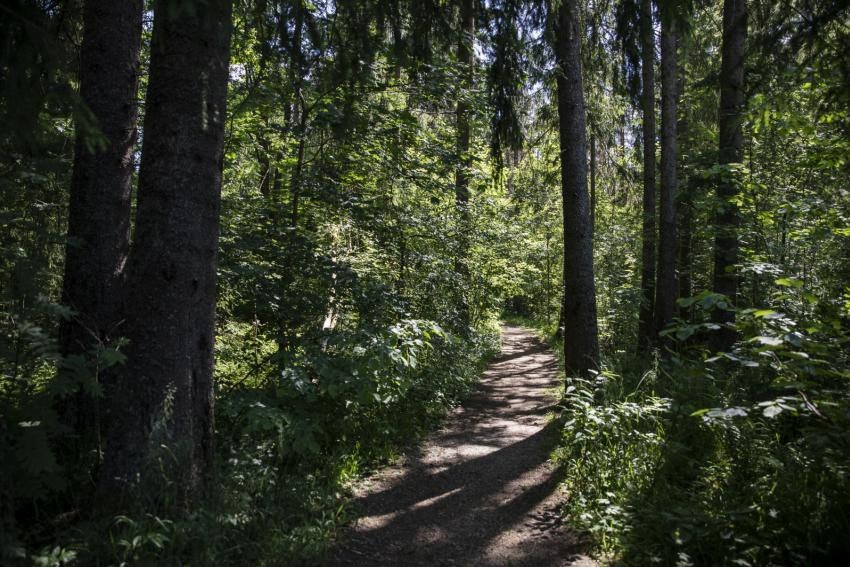 Nærskog Galleribilde