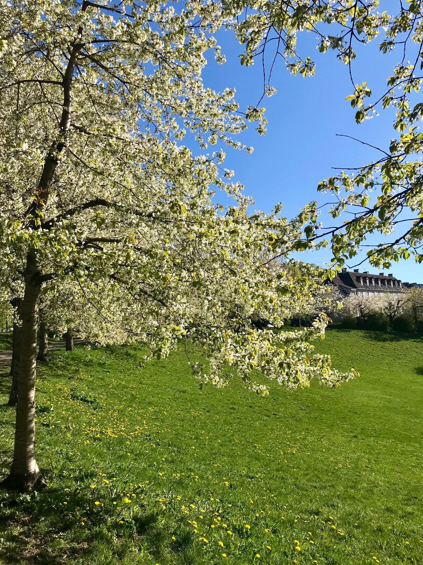 Myraløkka er også i full blomst i starten av sommeren. Galleribilde