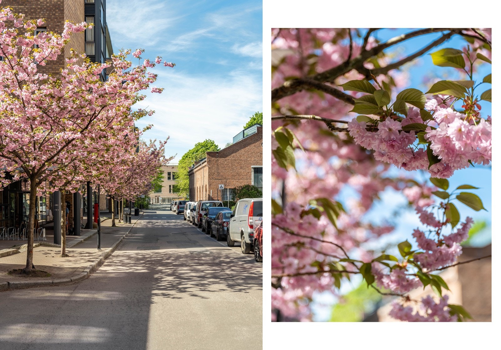 Om vi er fornøyde med å få tatt bilder akkurat når det blomstret? Ja. Galleribilde