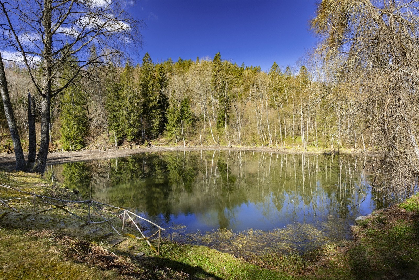 Liadammen Galleribilde