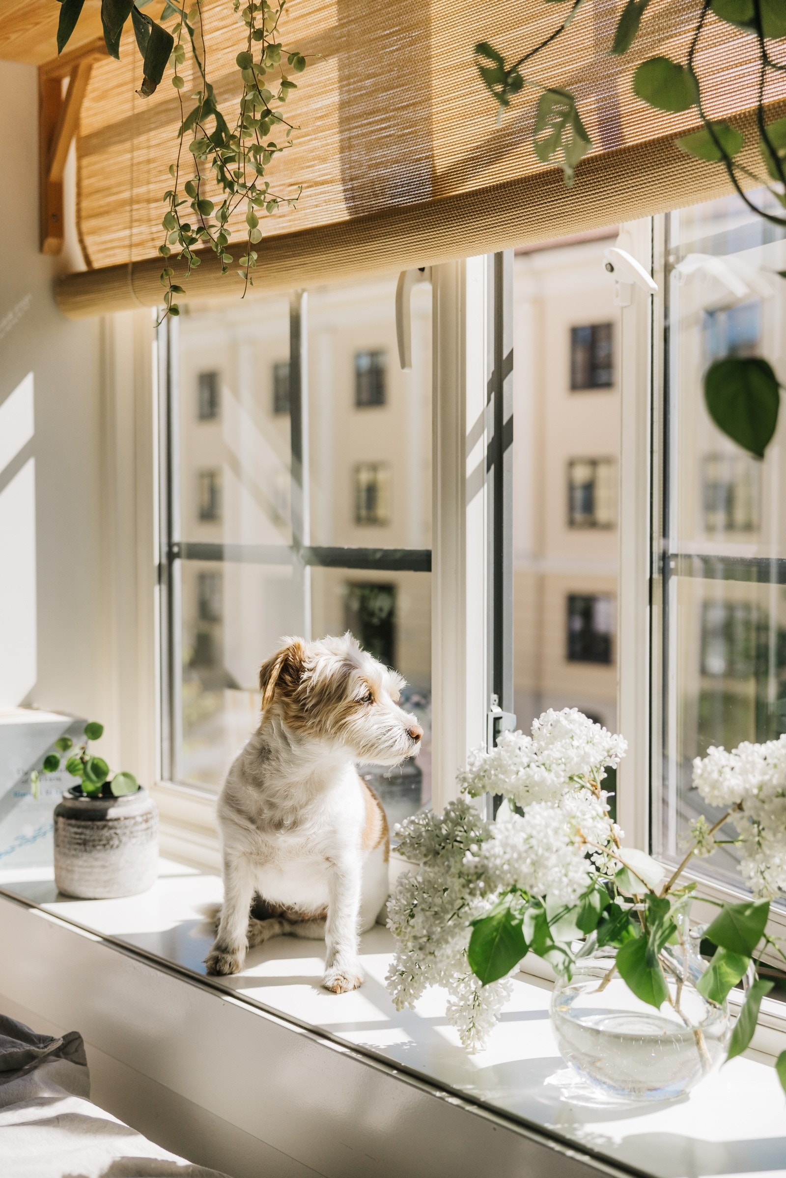 NB!! Dette er en ekte hund, og ikke en del av stylingen. Hun medfølger ikke. Galleribilde