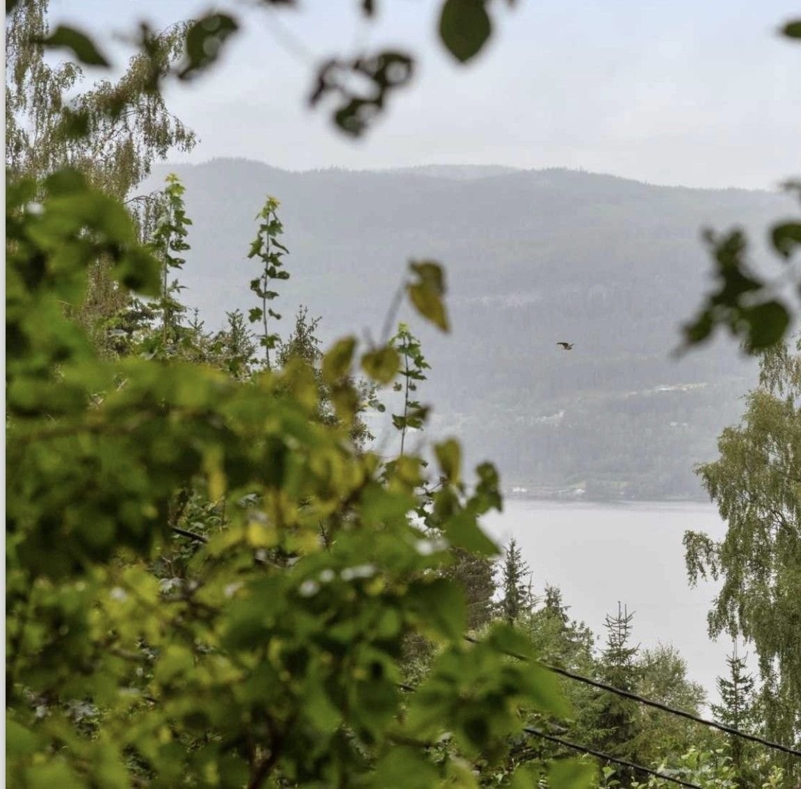 Fantastisk utsikt mot Mjøsa fra eiendommen om den blir ryddet for trær og vegetasjon Galleribilde