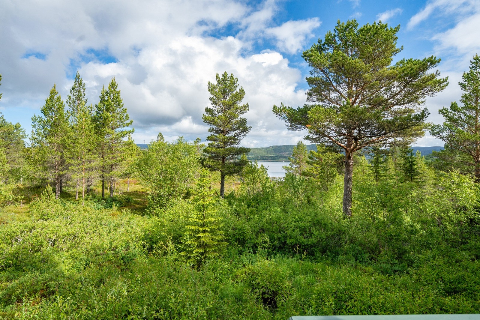 Utsikten fra verandaen Galleribilde