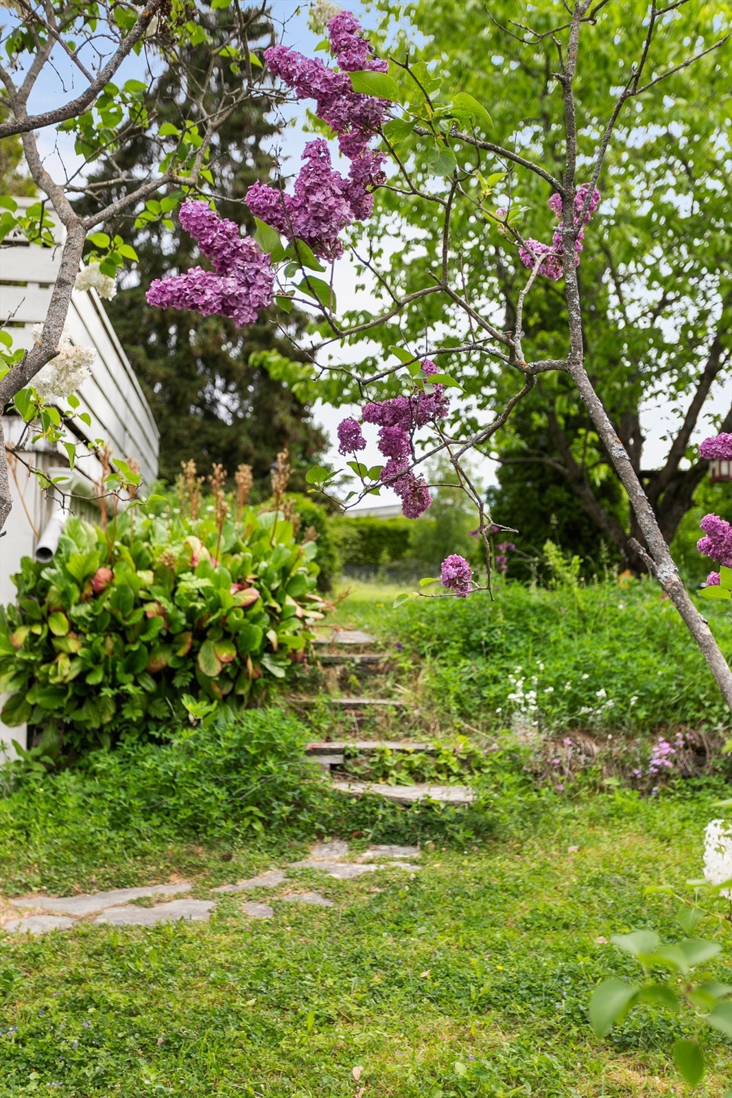 Sjarmerende hage med vakre blomster i grønne omgivelser. Koselig steinbelagt trapp. Galleribilde
