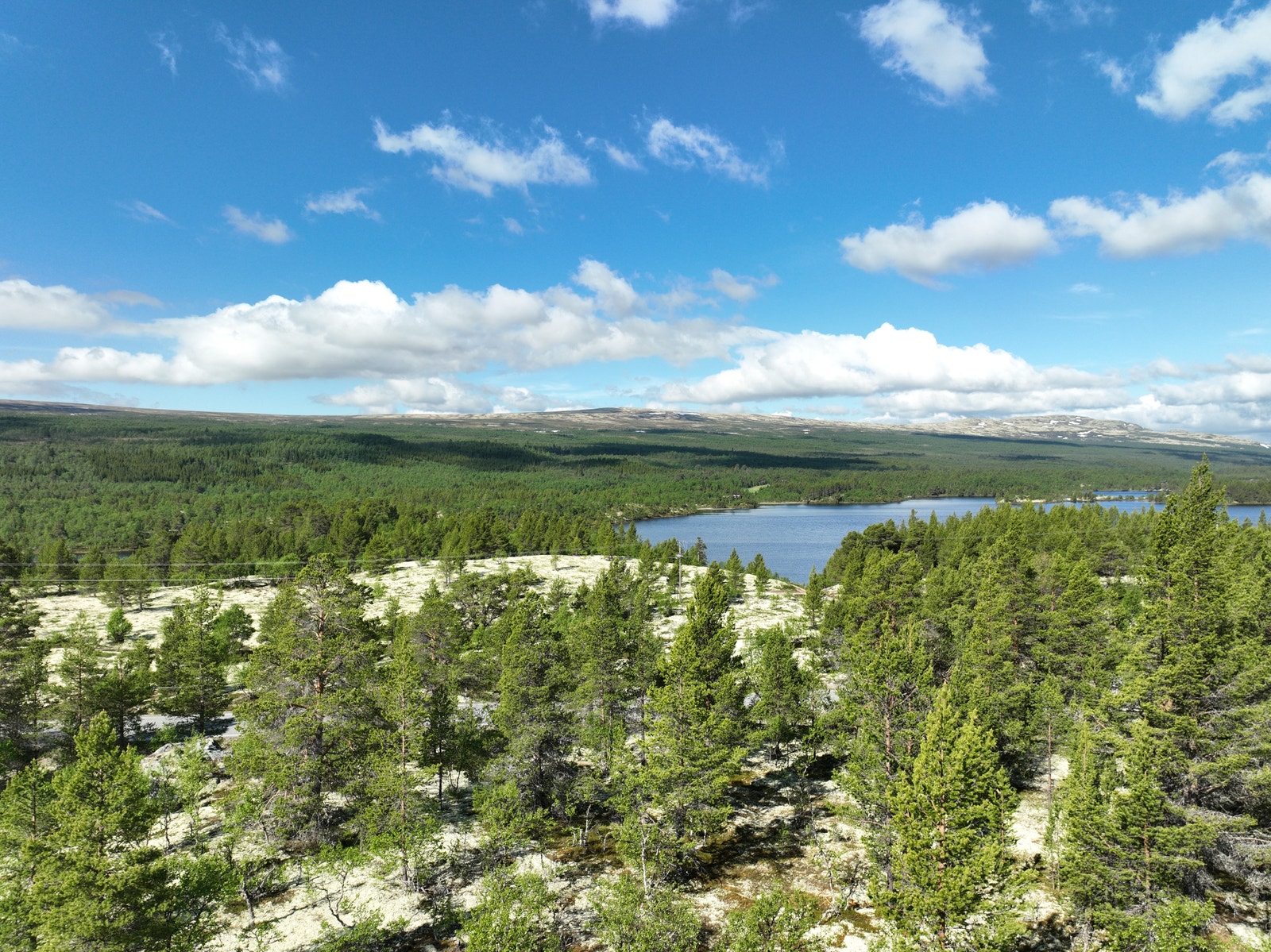 Utsikt fra tomten når sommeren kom på mai i 2024. Galleribilde