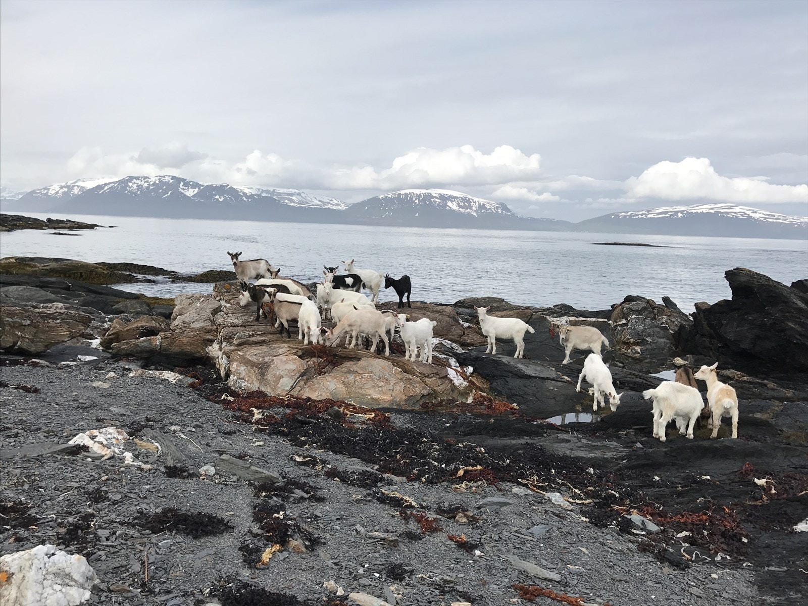 En liten smakebit av det Lyngen kan by på Galleribilde