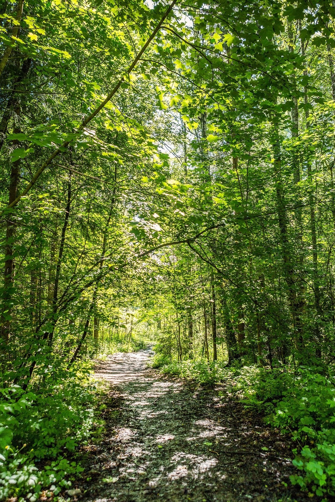 Med lysløyper kan marka brukes både på dag- og kveldstid, sommer og vinter Galleribilde