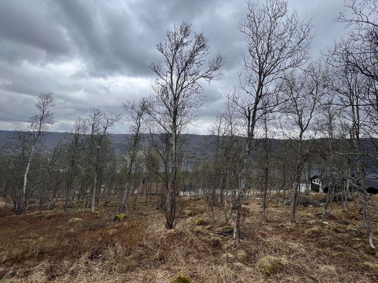 Fra tomta Galleribilde