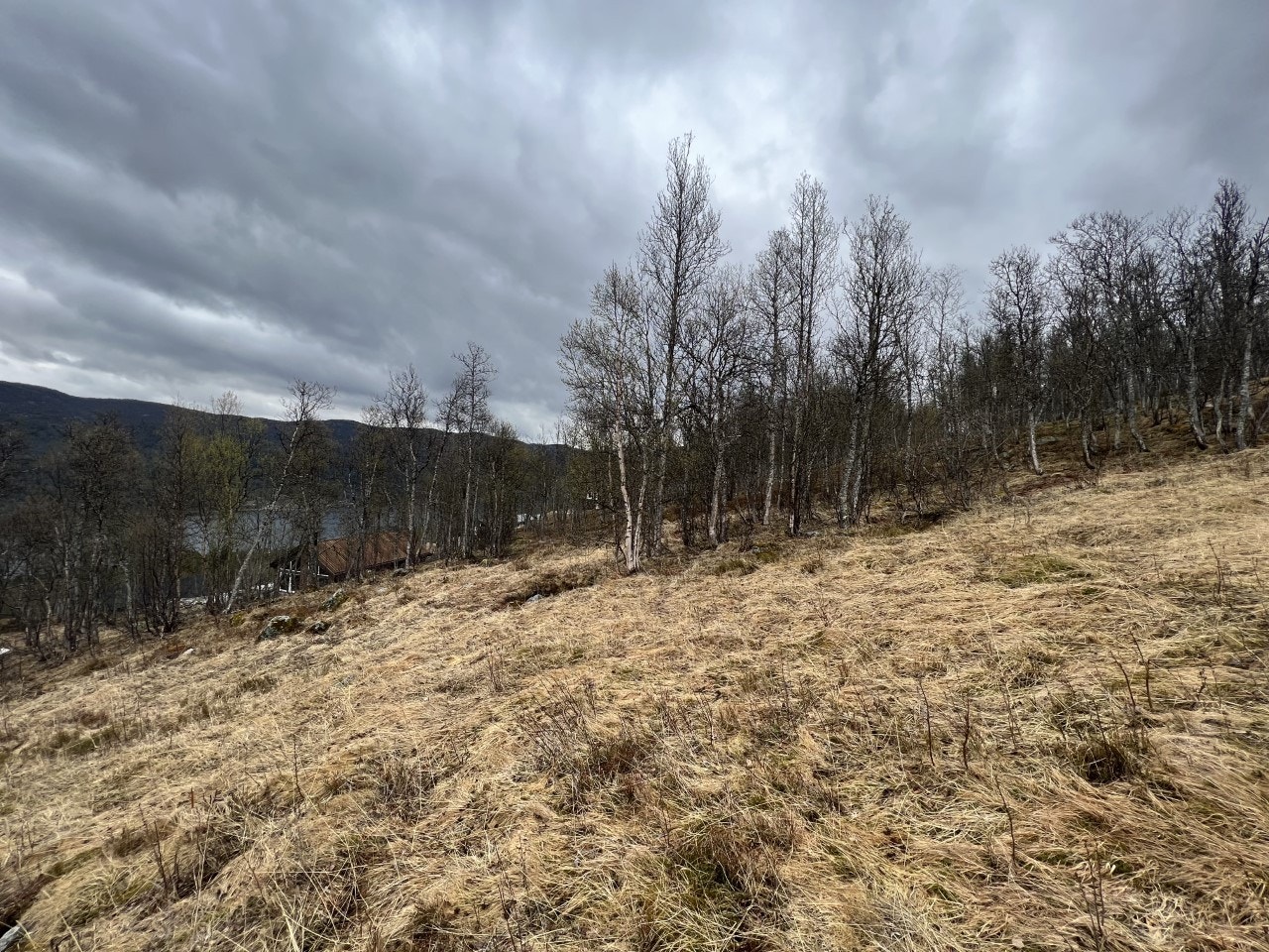 Fra slalåmbakken; utsikt innover mot tomta Galleribilde