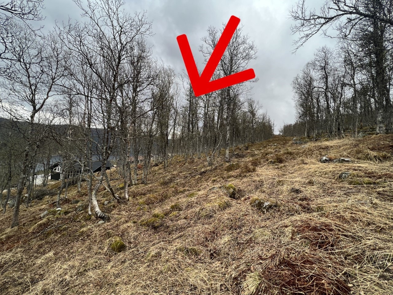 Tomta ligger til venstre i bildet Galleribilde