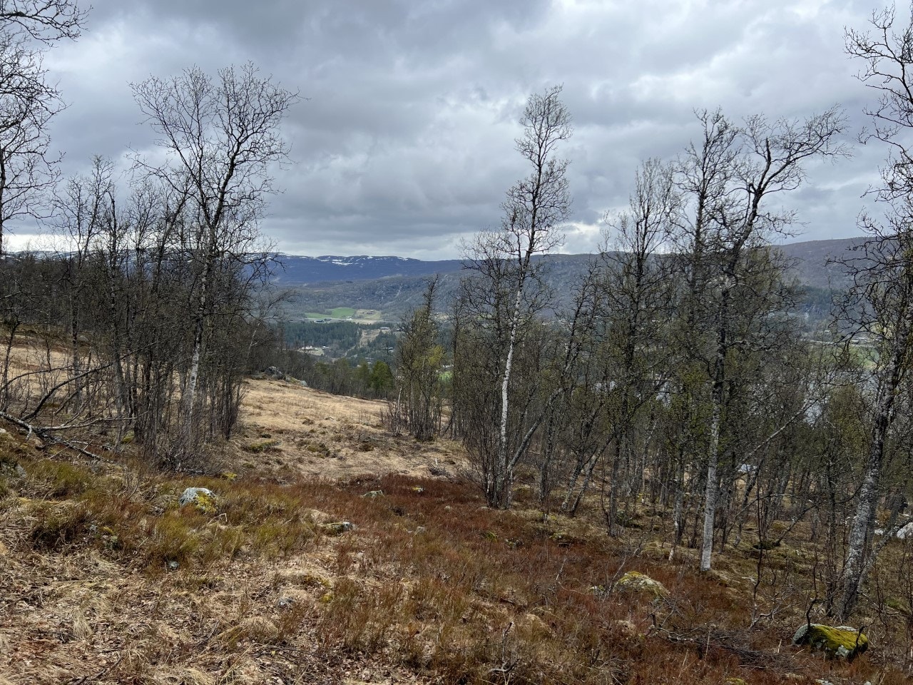 Det er ryddet en trasè i overkant av tomta, som tar deg rett inn i slalåmbakken Galleribilde