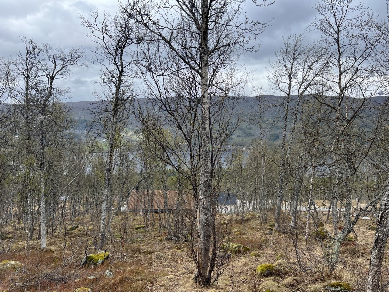 Området ved / på tomta Galleribilde