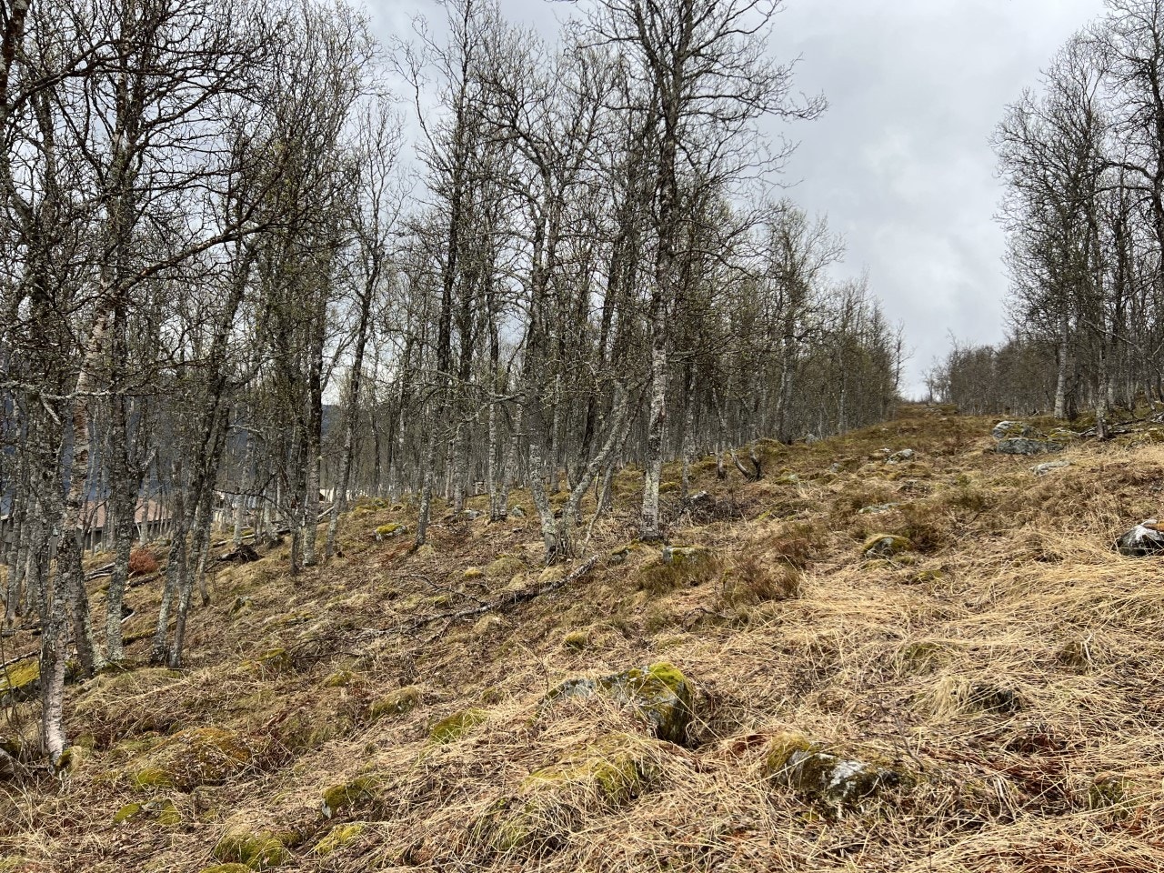 Traseen som alt er ryddet og som tar deg inn i slalåmbakken Galleribilde