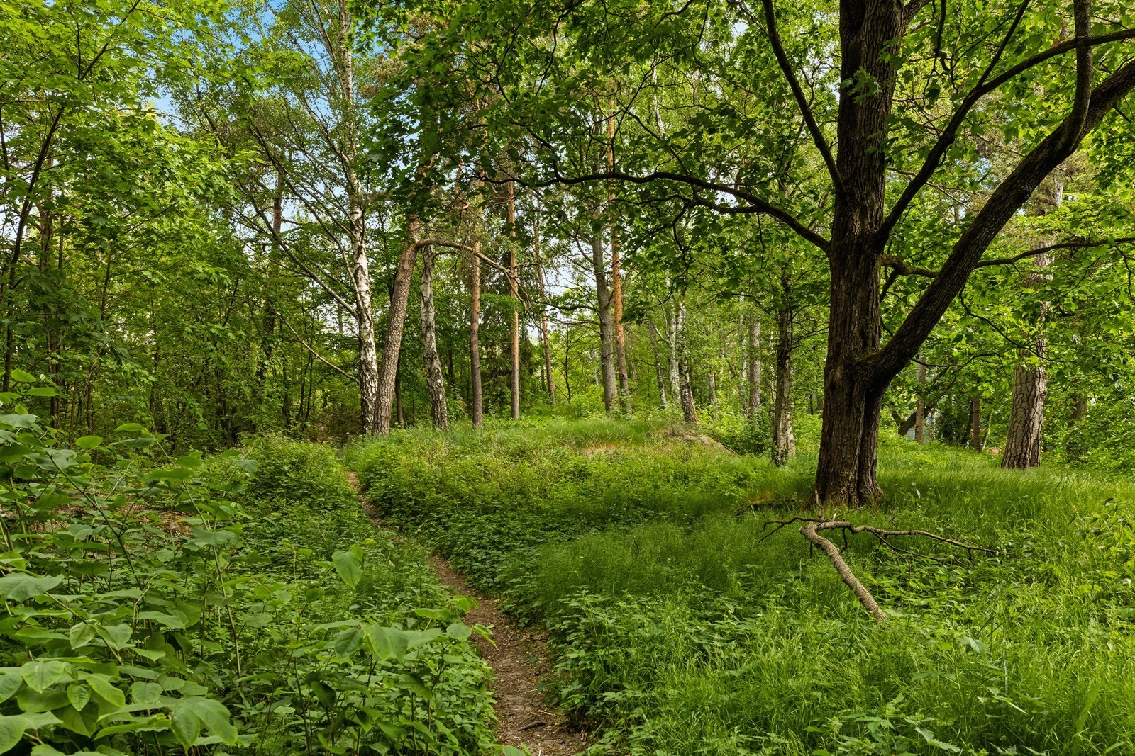Utebilde. Galleribilde
